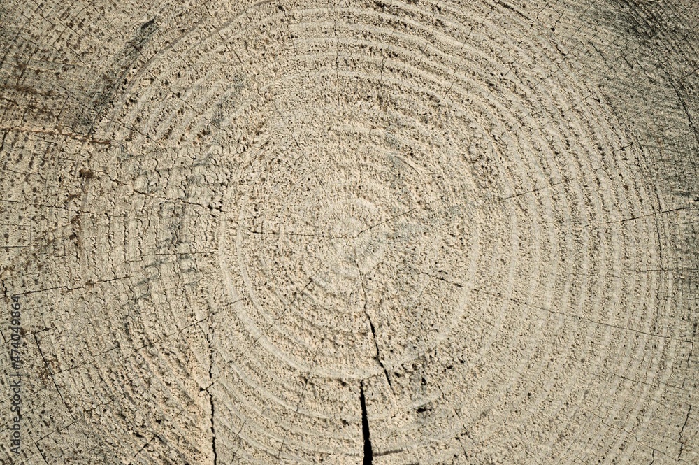 Fototapeta premium Tree rings old weathered wood texture with the cross section of a cut log