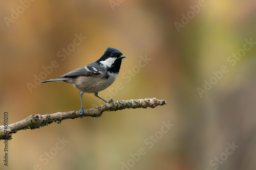 Beautiful coal tit (Periparus ater) on a branch in a dark forest of Noord Brabant in the Netherlands. Background with autumn colors. 