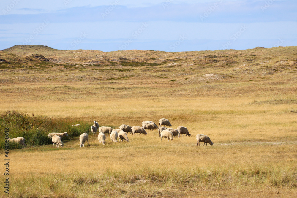 Fototapeta premium Sheep in the dune landscape in Germany