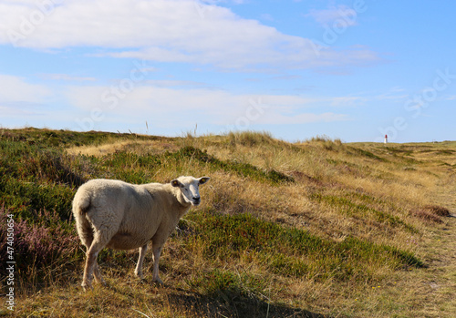 Fototapeta Naklejka Na Ścianę i Meble -  Sheep in the dune landscape in Germany