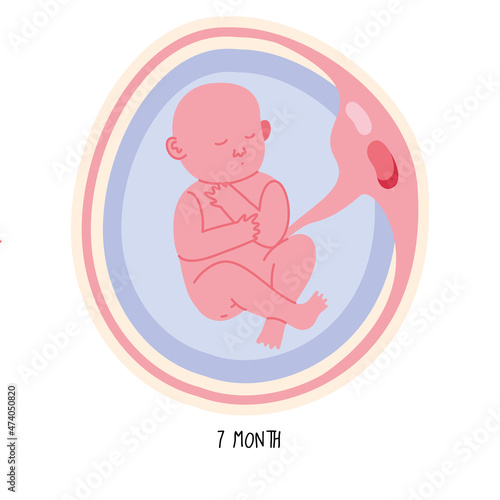 embryo development seventh month