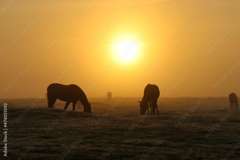 Horses in a foggy landscape at sunrise