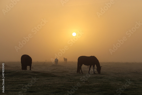 Horses in a foggy landscape at sunrise © Travelbee