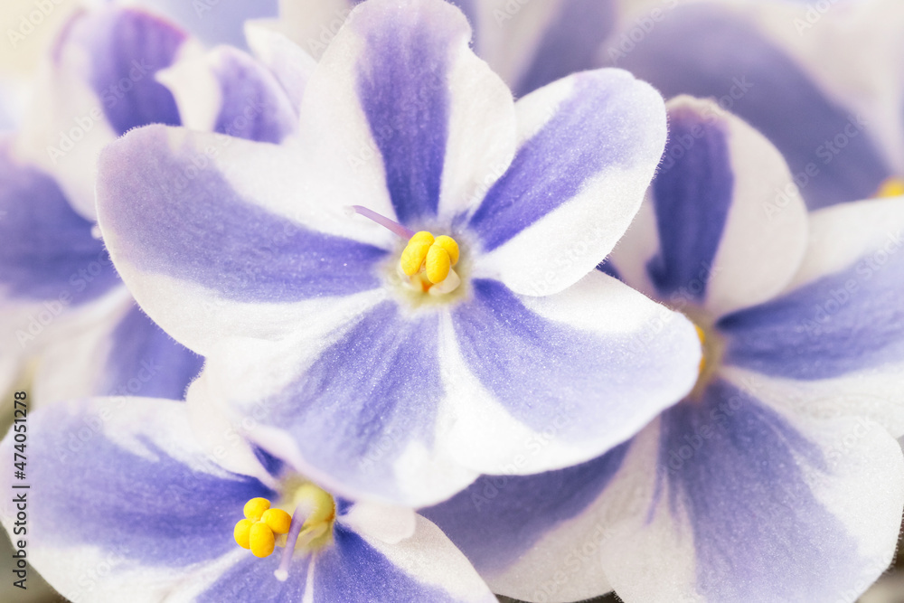 Violet flowers with striped petals on white background.