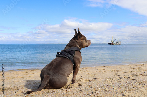 American Bully at the Beach