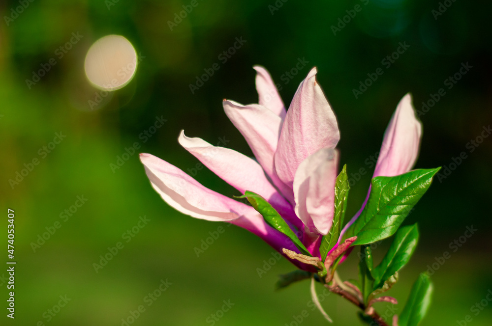 Blooming magnolia close-up. Spring in the Botanical Garden. Pink flowers on a blurred background Blooming magnolia close-up. Spring in the Botanical Garden. Pink flowers on a blurred background