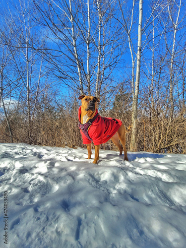 mixed breed dog in the snow