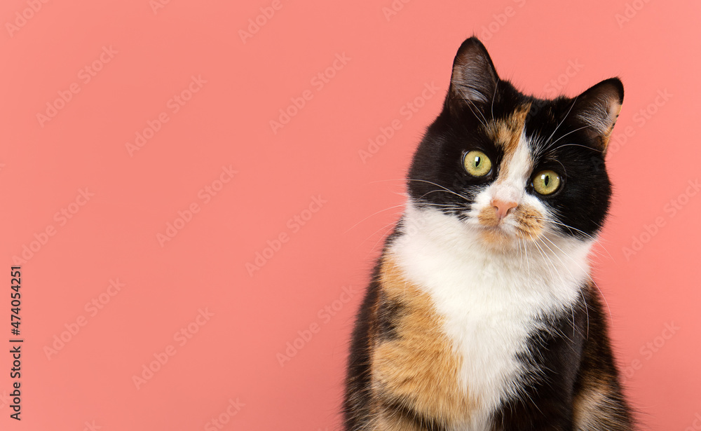 tricolor young cat looks up with interest on a coral background tricolor young cat looks up with interest on a coral background