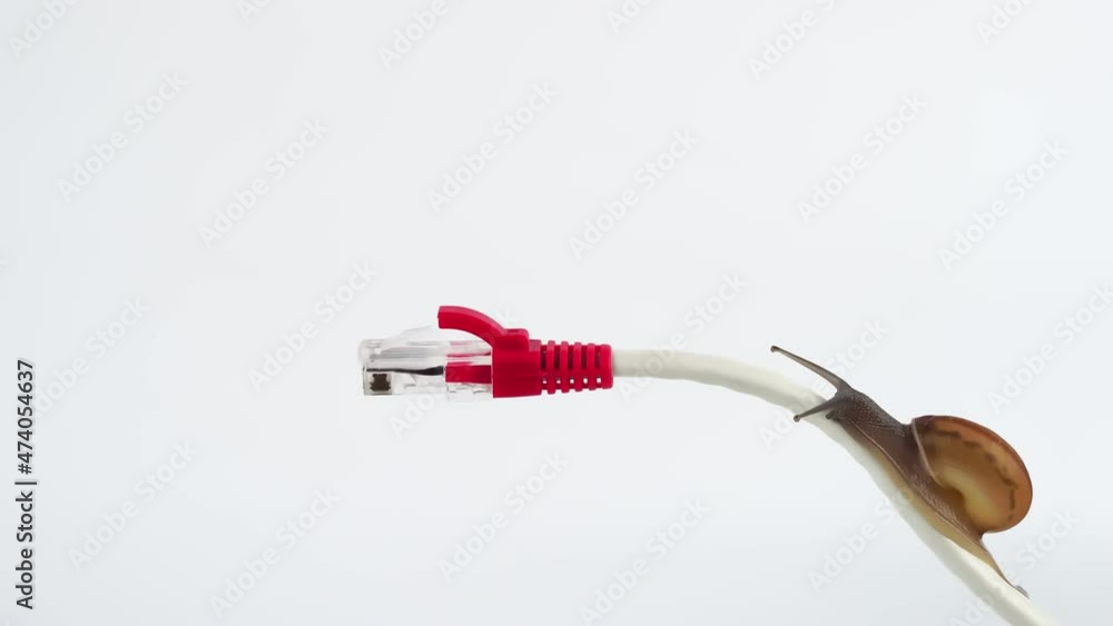 Snail on rj45 connector symbolic photo for slow internet connection. Delayed broadband connection. Snail on rj45 connector symbolic photo for slow internet connection. Delayed broadband connection.