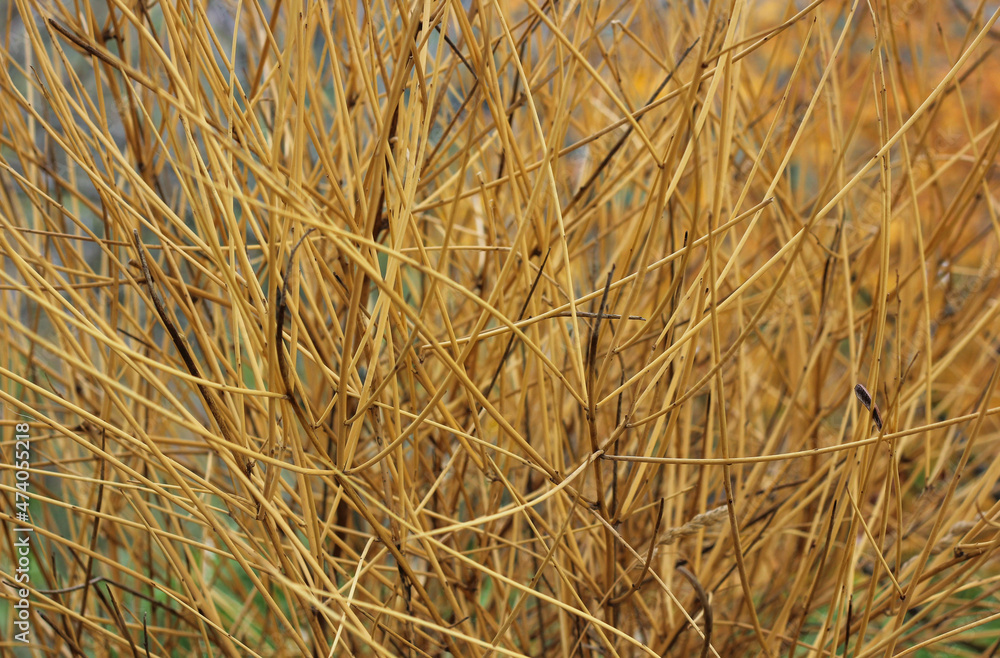 Background of autumn, dry orange grass Background of autumn, dry orange grass