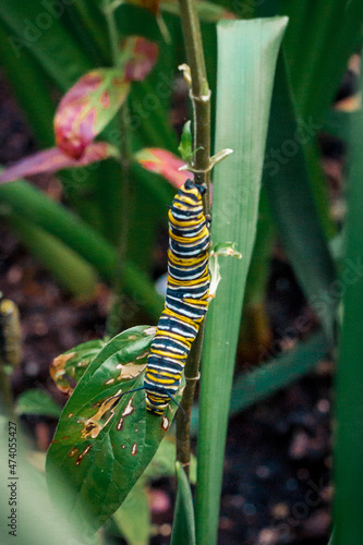 Close up of a Monarch caterpillar climbing up a plant in a garden © Michael Deemer