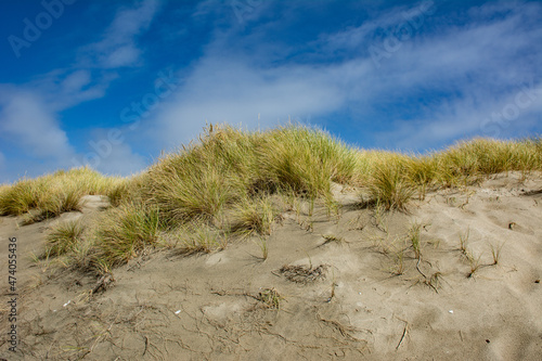 Windswept sand dunes on Oregon coast, green grasses with a bright blue sky in background by the Pacific Ocean. 
