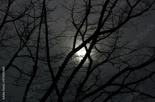 The light of the moon through the branches of the trees at night 