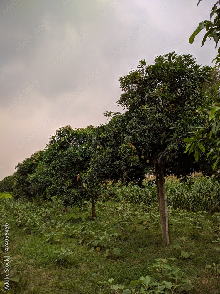 mango tree in the field