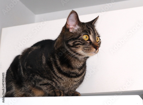 Pet Cat Perches on Refrigerator Top