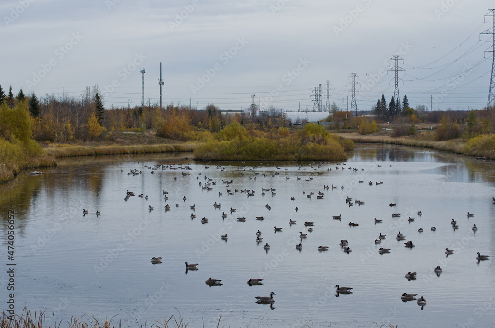 A Flock of Canadian Geese in Pylypow