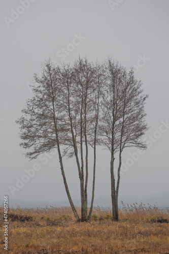 tree without leaves stands in a field.