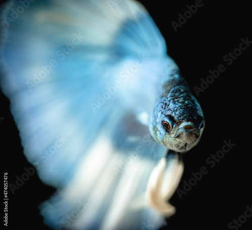 Beautiful male Siamese fighting fish (Betta splendens), 'Blue Butterfly Halfmoon' variant