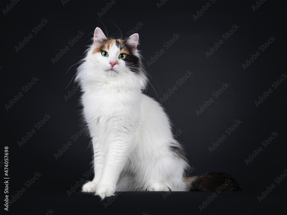 Adult tortie Turkish Van cat, sitting side ways. Looking towards camera with mesmerizing green eyes. Isolated on a black background. Adult tortie Turkish Van cat, sitting side ways. Looking towards camera with mesmerizing green eyes. Isolated on a black background.