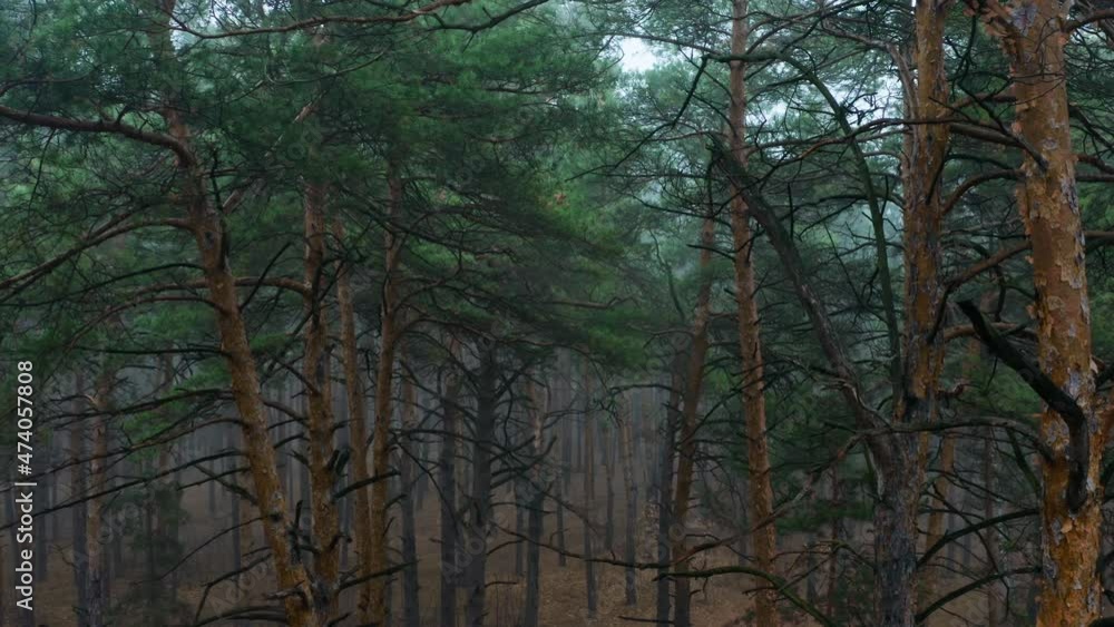 Fog forest brach mist mystery weather nature park magic Fog forest brach mist mystery weather nature park magic