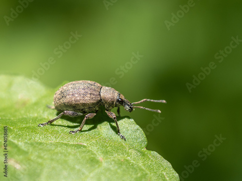 Alfalfa snout beetle - Otiorhynchus ligustici photo