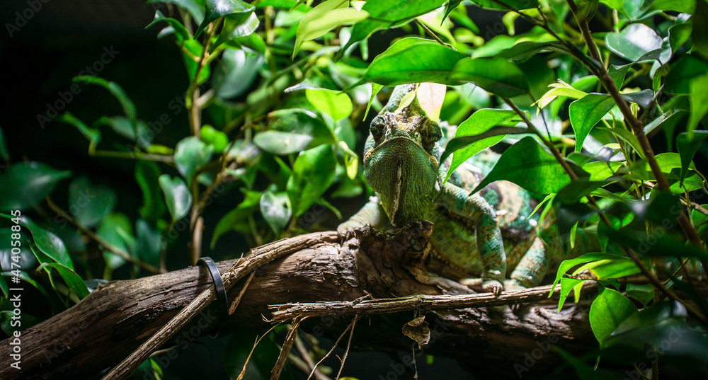Veiled chameleon (Chamaeleo calyptratus) in a terrarium