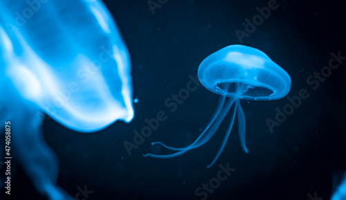 Moon jellyfish (Aurelia aurita), small jellyfish floating in the dark