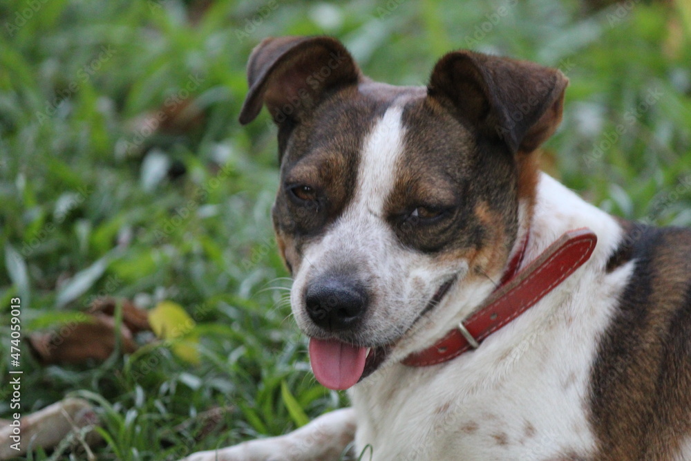 cachorro au au - canis lupus familiaris                                           