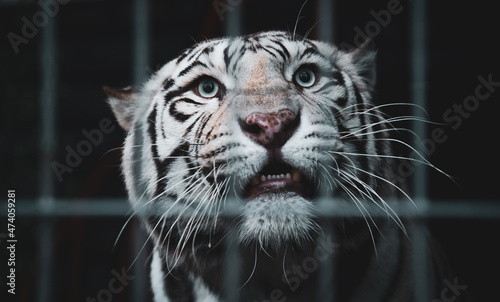 Photography White Bengal tiger (Panthera tigris tigris) in captivity, looking suspicious beh