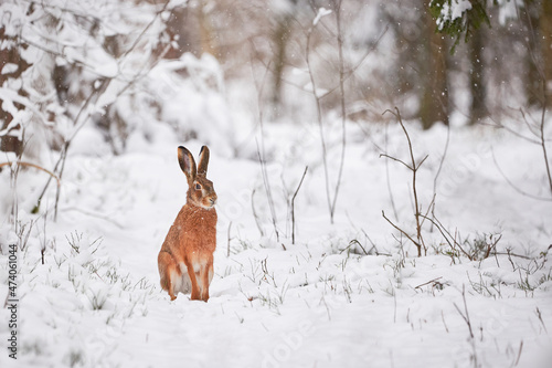 European Hare in the snowy forest (Lepus europaeus).