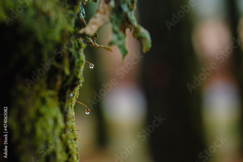 Tree trunk covered with green moss and growing mushrooms photo