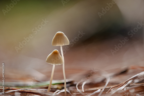 White pale toadstool mushrooms growing in forest photo