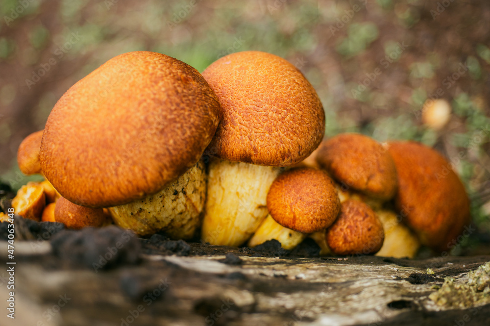 Brown Leccinum with pinheads on ground Brown Leccinum with pinheads on ground
