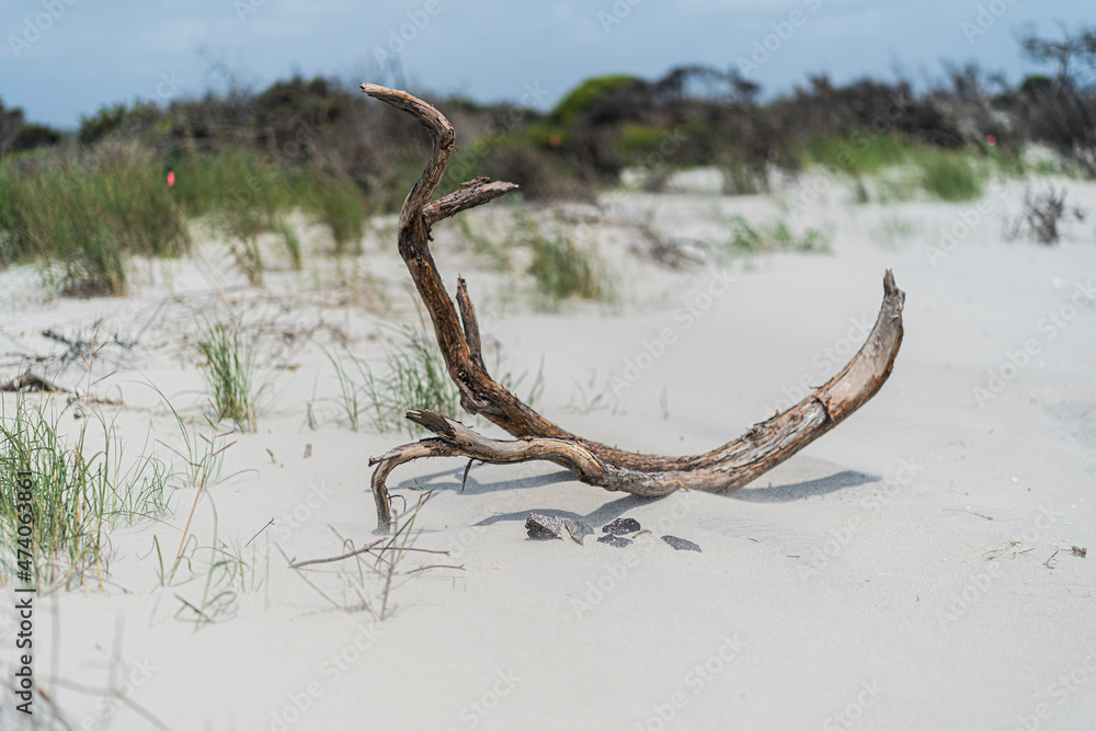 Fototapeta premium Driftwood