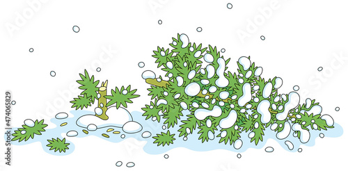 Felled green fir tree on a snowy winter forest glade, vector cartoon illustration isolated on a white background