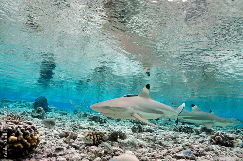 junge Schwarzspitzen-Riffhaie im Flachwasser  photo