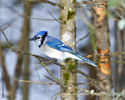Blue Jay Photo and Image. Close-up perched on a branch with a blur forest background in the forest environment and habitat surrounding displaying blue feather plumage wings. Picture. Portrait. ©  Aline