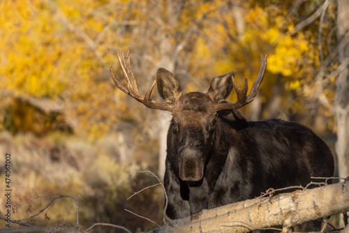 Bull Shiras Moose in Rut in Wyoming in Autumn