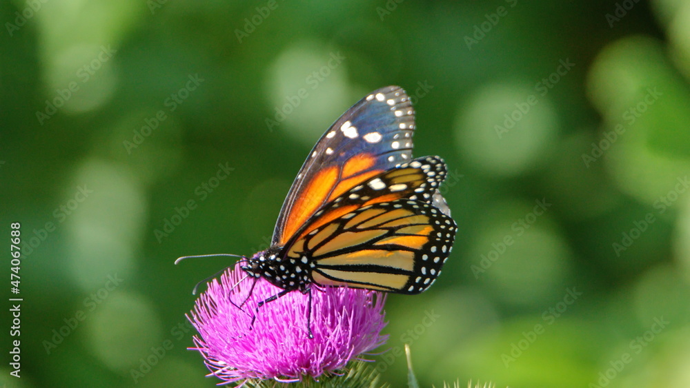 Monarch butterfly on a scotch thistle flower in Cotacachi, Ecuador Monarch butterfly on a scotch thistle flower in Cotacachi, Ecuador