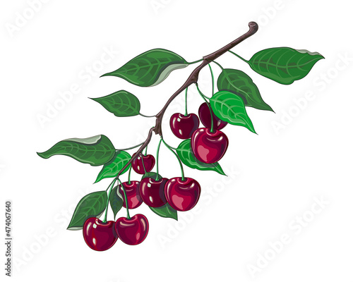A branch of ripe red cherries with leaves in cartoon style. Fruit. Stock vector illustration isolated on a white background.