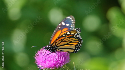 Monarch butterfly on a scotch thistle flower in Cotacachi, Ecuador © Angela