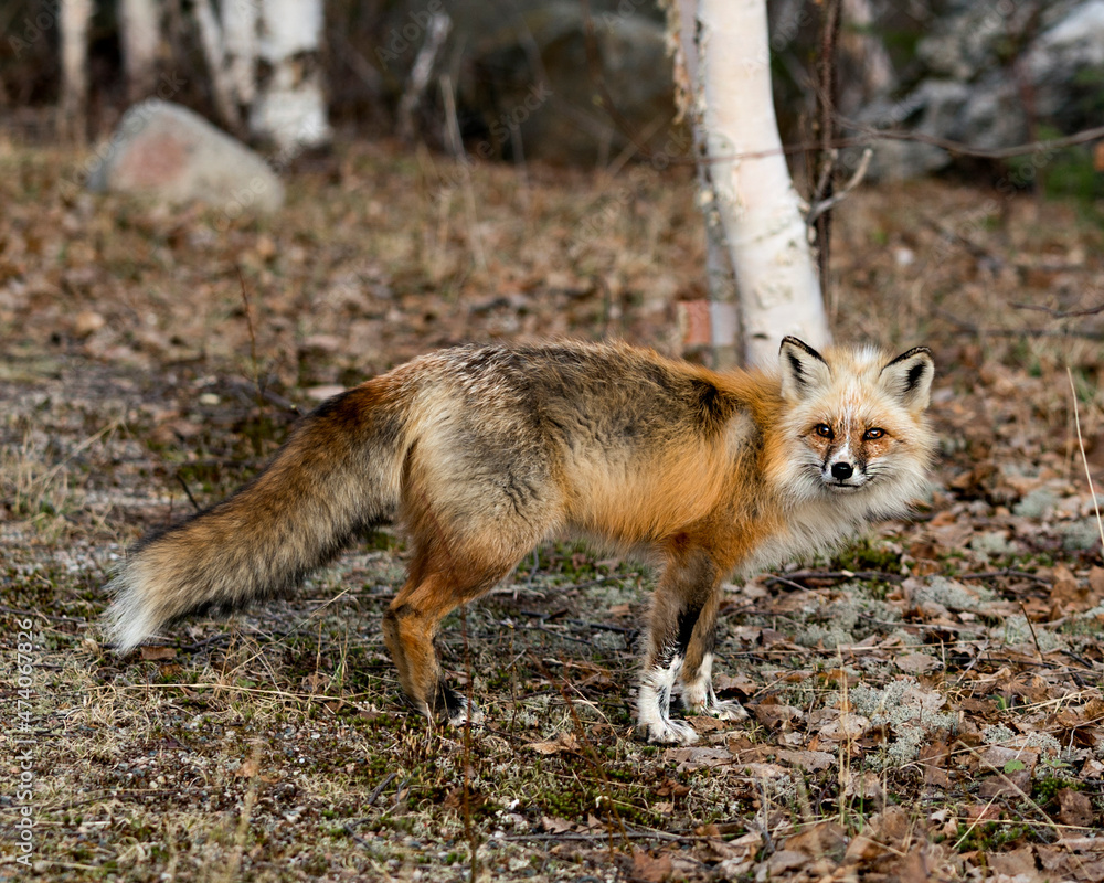 Red Fox Photo Stock. Unique fox close-up profile side view in the spring season in its habitat with blur background displaying white mark paws, unique face, fur, bushy tail. Picture. Portrait. Red Fox Photo Stock. Unique fox close-up profile side view in the spring season in its habitat with blur background displaying white mark paws, unique face, fur, bushy tail. Picture. Portrait.