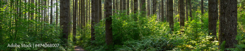 Douglas Fir tree forest in Pacific Northwest USA © John