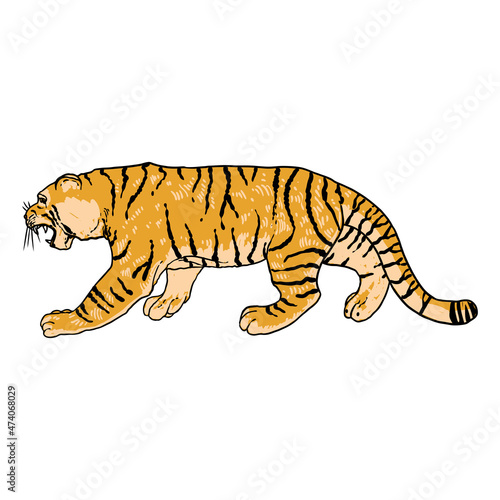 Tiger roaring drawing on white background. Illustration of angry growling tiger. Angry big cat. Vector.