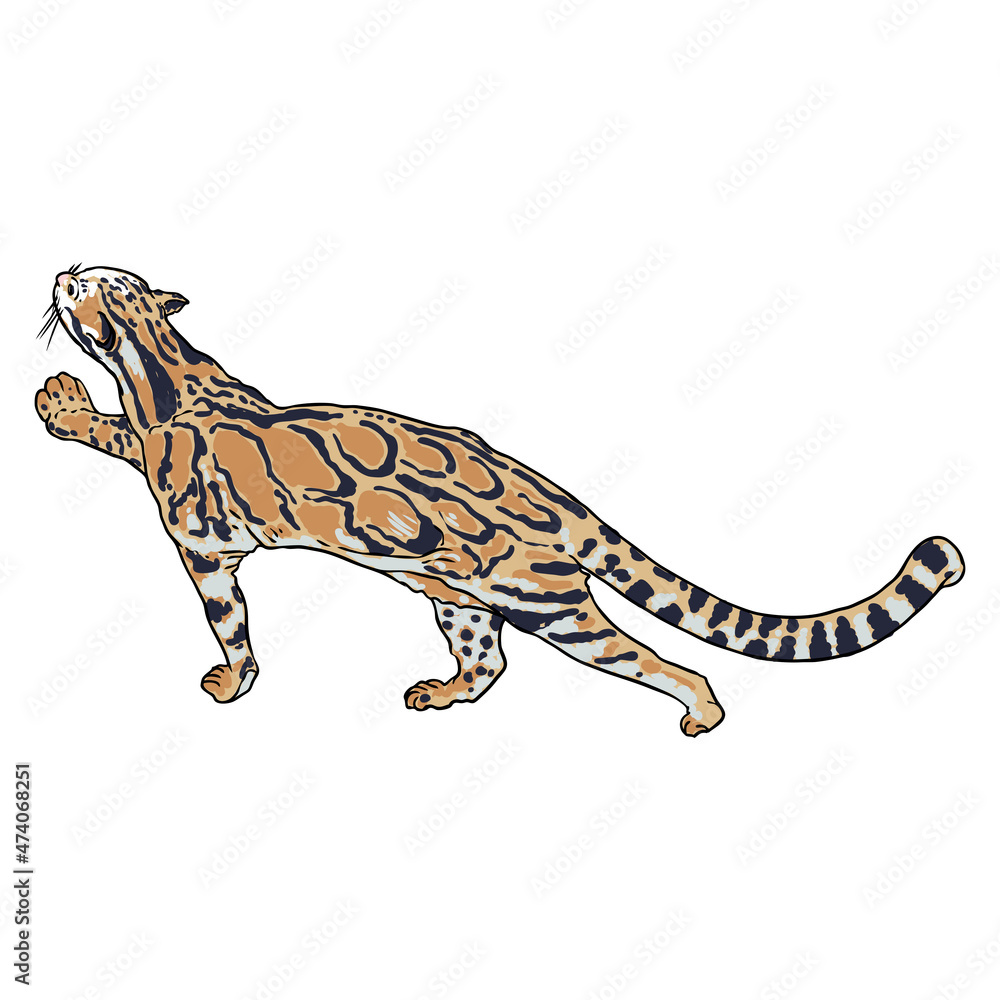 Leopard drawing by hand on a white background. Hand drawn portrait of leopard or jaguar muzzle illustration. Vector