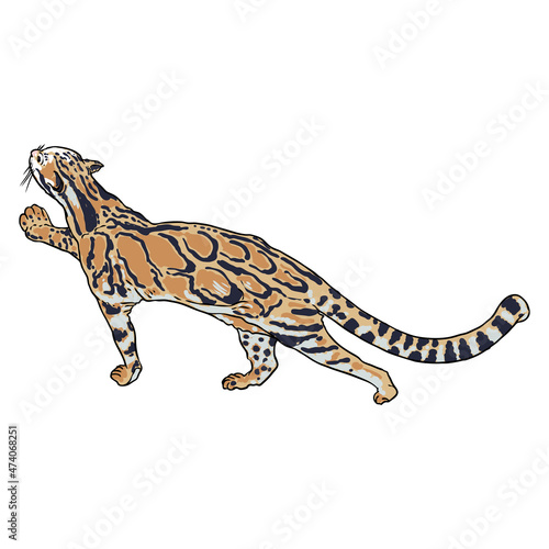 Leopard drawing by hand on a white background. Hand drawn portrait of leopard or jaguar muzzle illustration. Vector © desertsands