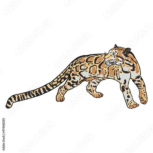 Leopard, wild cat portrait. Hand drawn sketch of clouded leopard. Vector.