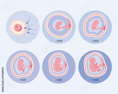 six embryo development phases