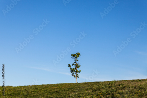 lonely tree in the field against the blue sky
