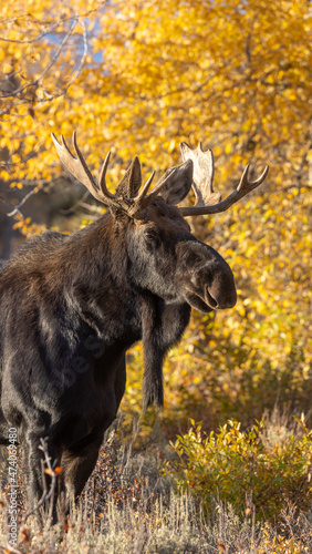 Bull Shiras Moose in Rut in Wyoming in Autumn